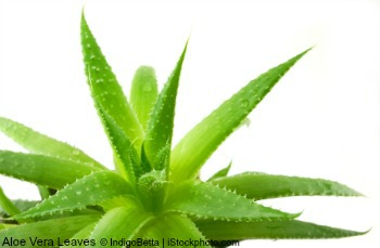 Aloe Vera For Skin