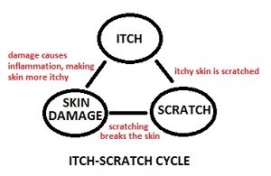 Itch Scratch Cycle